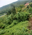 First image of Wydah (whydah), st Margar in St. Margaret's Bay, Portland, Jamaica - property is For Sale