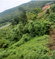 First image of Wydah (whydah), st Margar in St. Margaret's Bay, Portland, Jamaica - property is For Sale