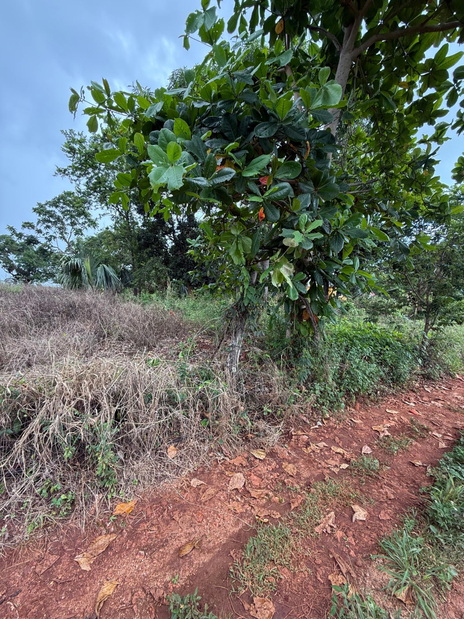 Second image of Prospect, Grove Town in Resource, Manchester, Jamaica - property is For Sale