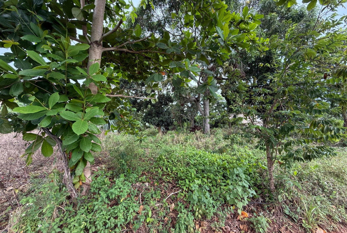 Fourth image of Prospect, Grove Town in Resource, Manchester, Jamaica - property is For Sale