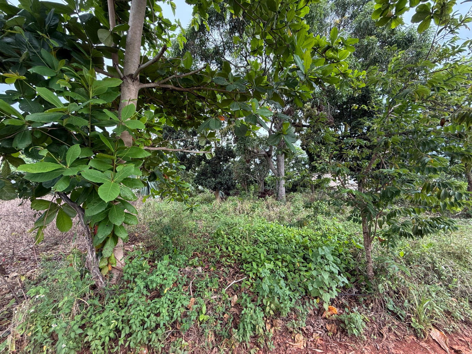 Fourth image of Prospect, Grove Town in Resource, Manchester, Jamaica - property is For Sale