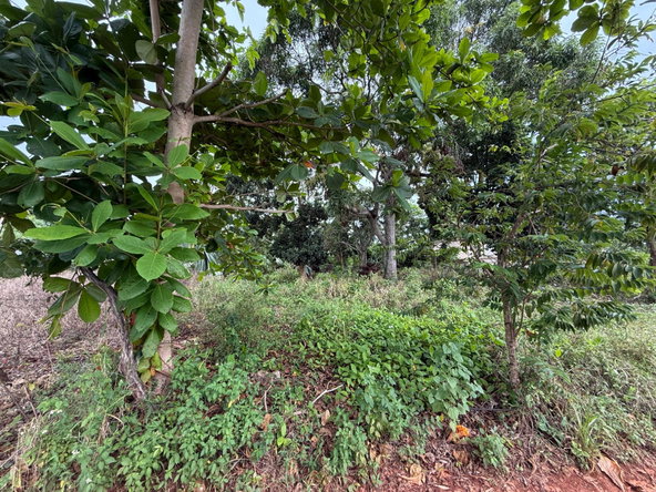 Fourth image of Prospect, Grove Town in Resource, Manchester, Jamaica - property is For Sale
