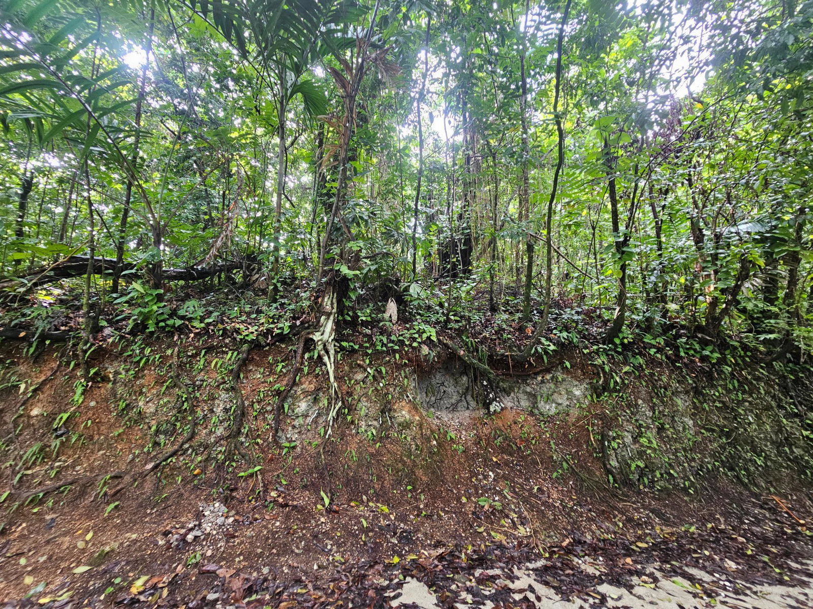 Eleventh image of 153 San San in SAN SAN, Portland, Jamaica - property is For Sale