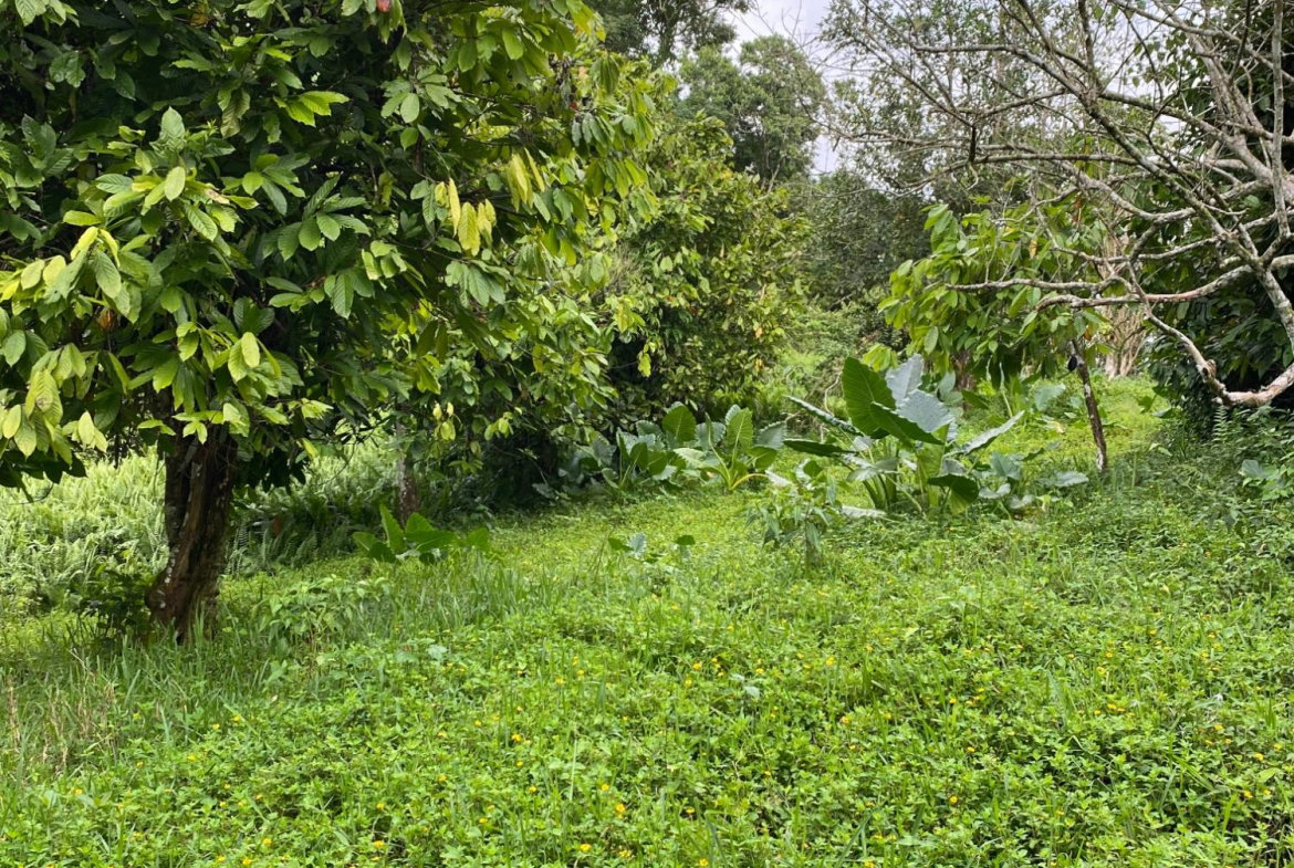 Eleventh image of Part of Watermount in Point Hill, St. Catherine, Jamaica - property is For Sale