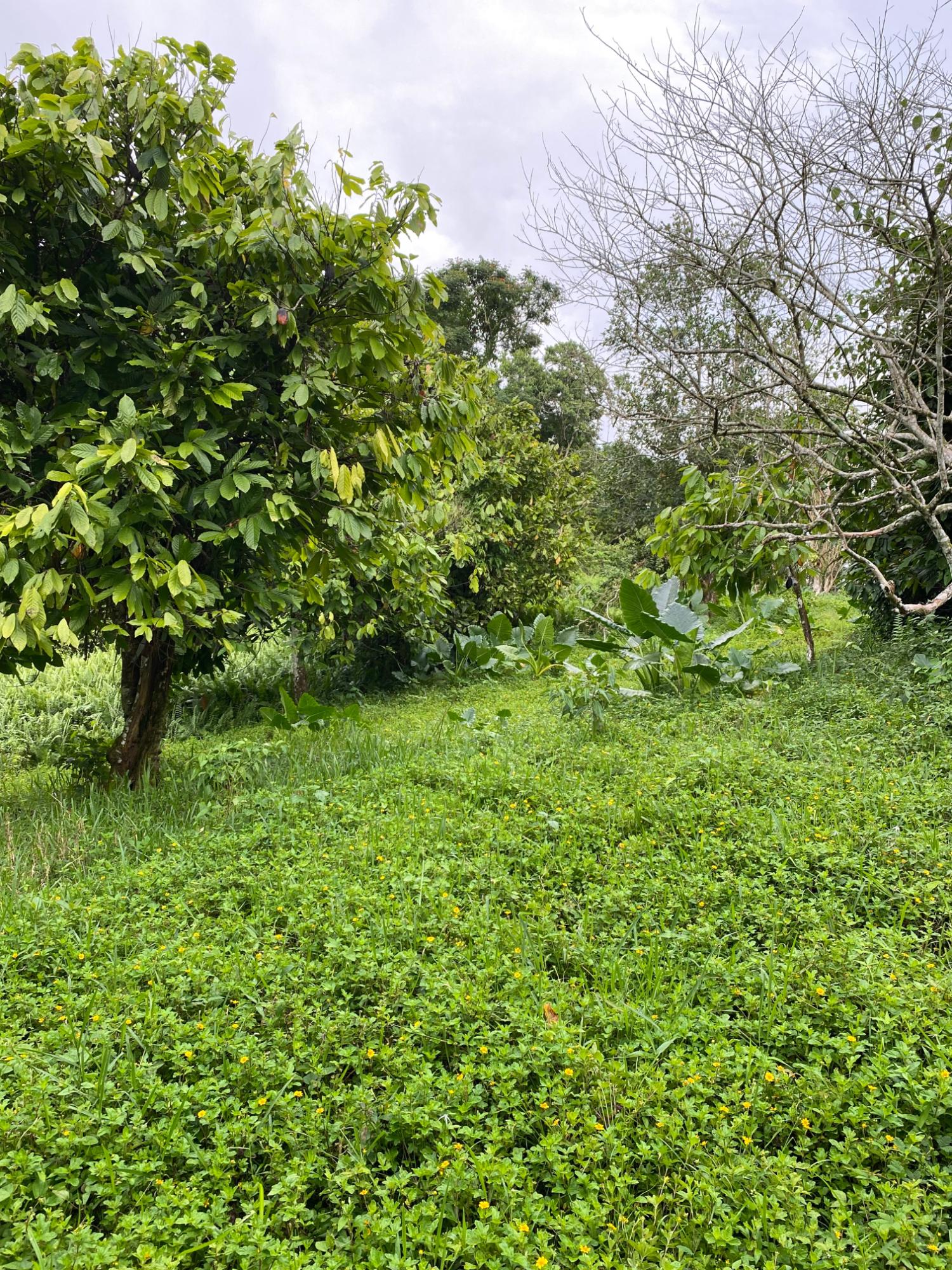 Eleventh image of Part of Watermount in Point Hill, St. Catherine, Jamaica - property is For Sale