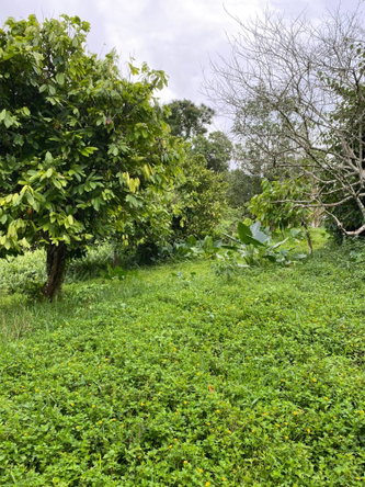 Eleventh image of Part of Watermount in Point Hill, St. Catherine, Jamaica - property is For Sale