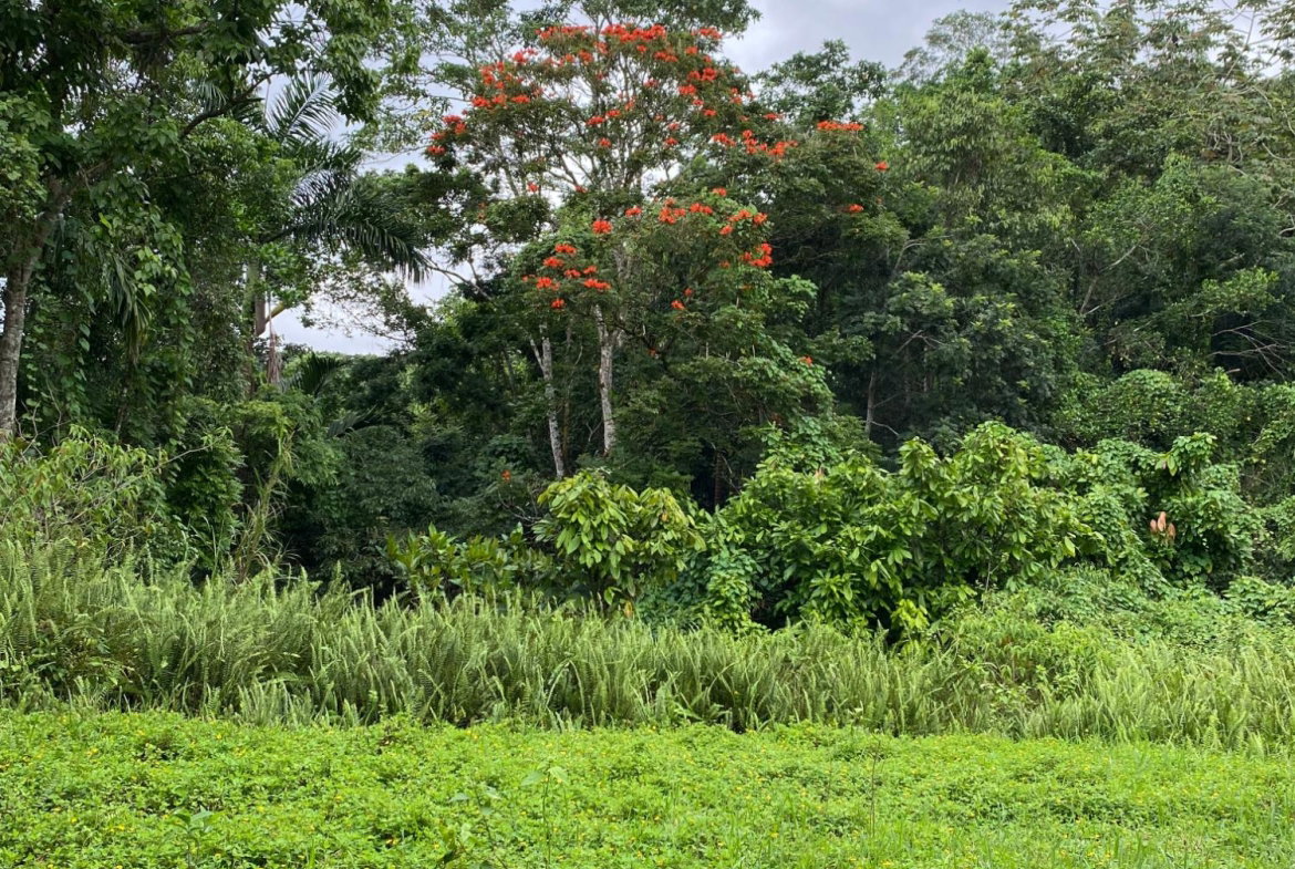 Twelfth image of Part of Watermount in Point Hill, St. Catherine, Jamaica - property is For Sale