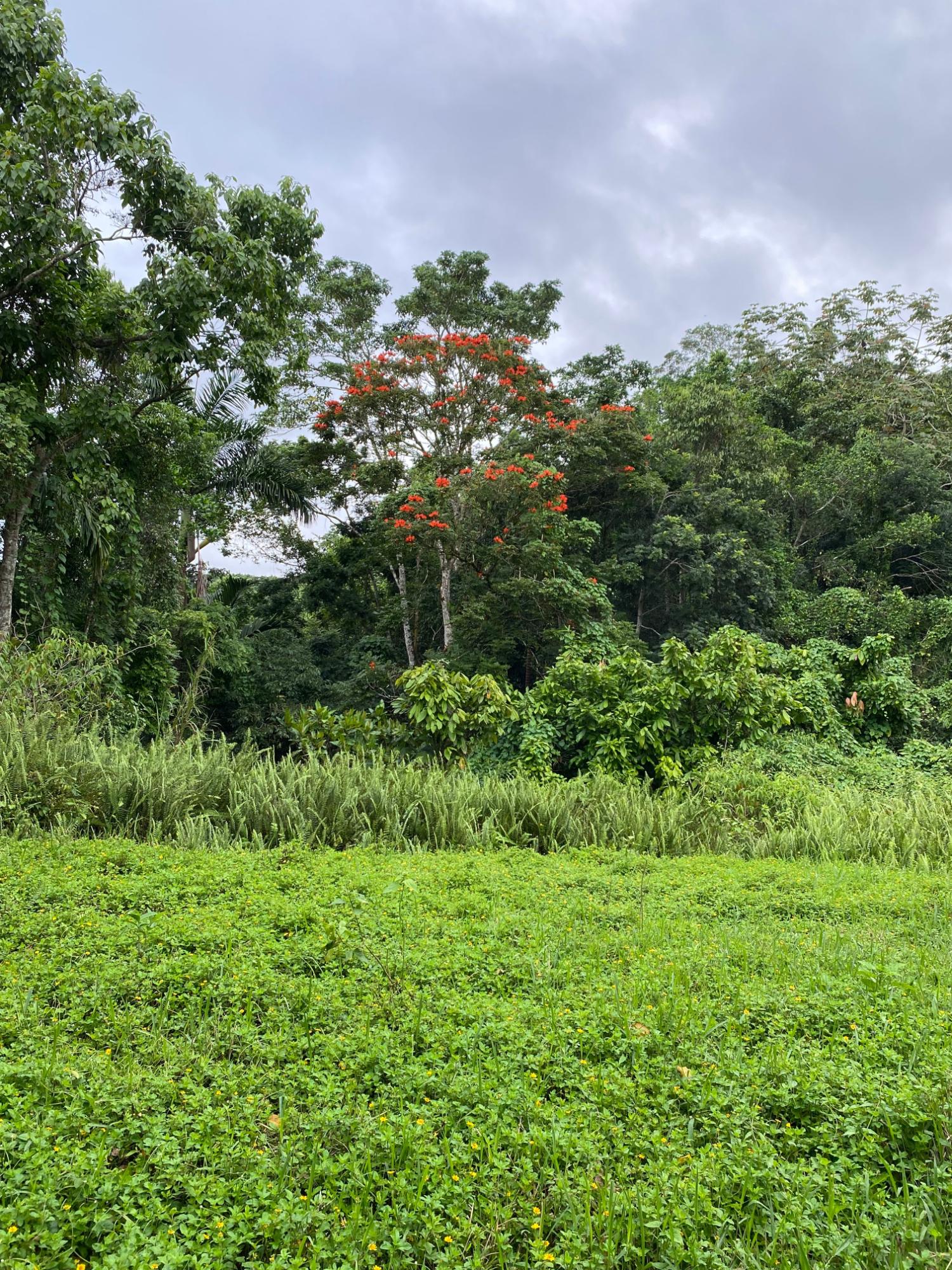 Twelfth image of Part of Watermount in Point Hill, St. Catherine, Jamaica - property is For Sale