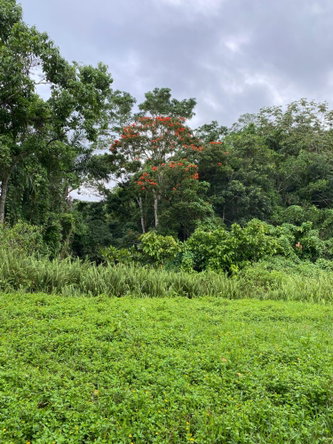 Twelfth image of Part of Watermount in Point Hill, St. Catherine, Jamaica - property is For Sale