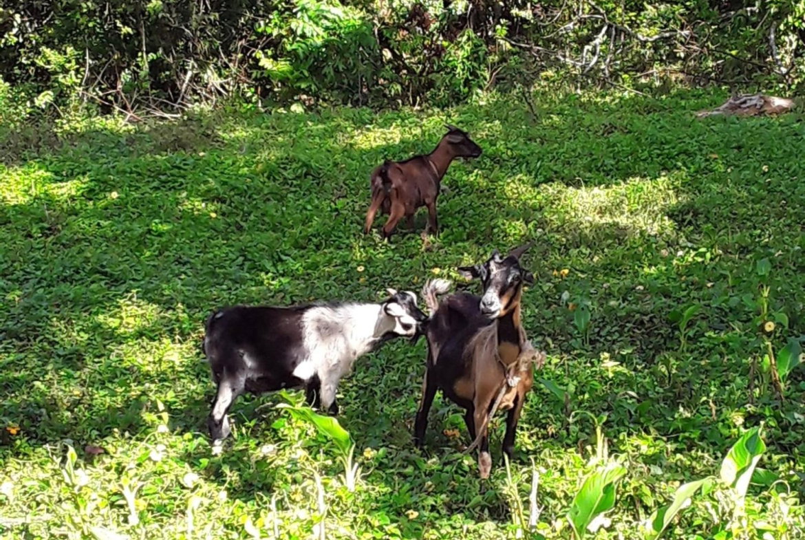 Fourteenth image of Part of Watermount in Point Hill, St. Catherine, Jamaica - property is For Sale