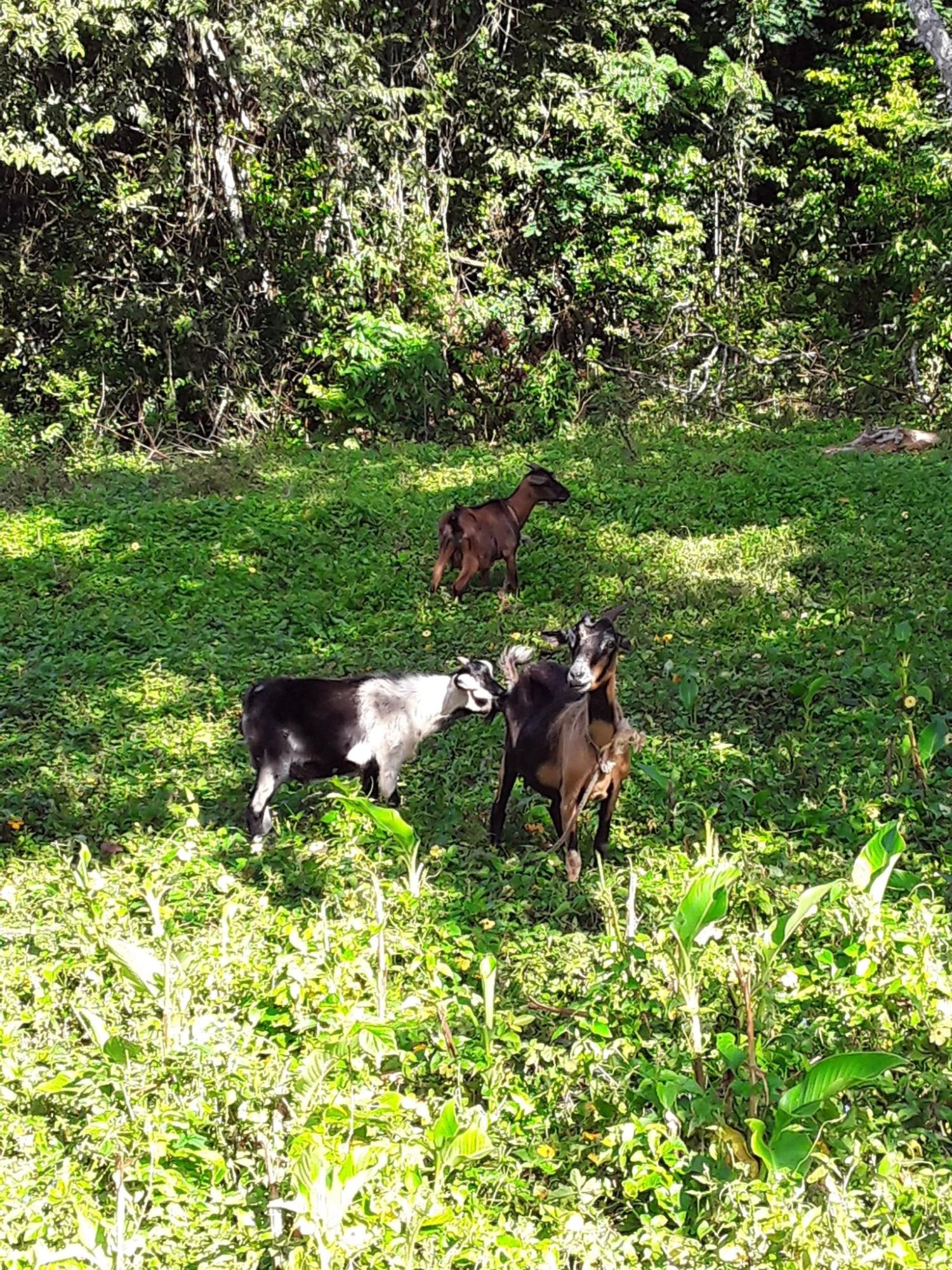 Fourteenth image of Part of Watermount in Point Hill, St. Catherine, Jamaica - property is For Sale