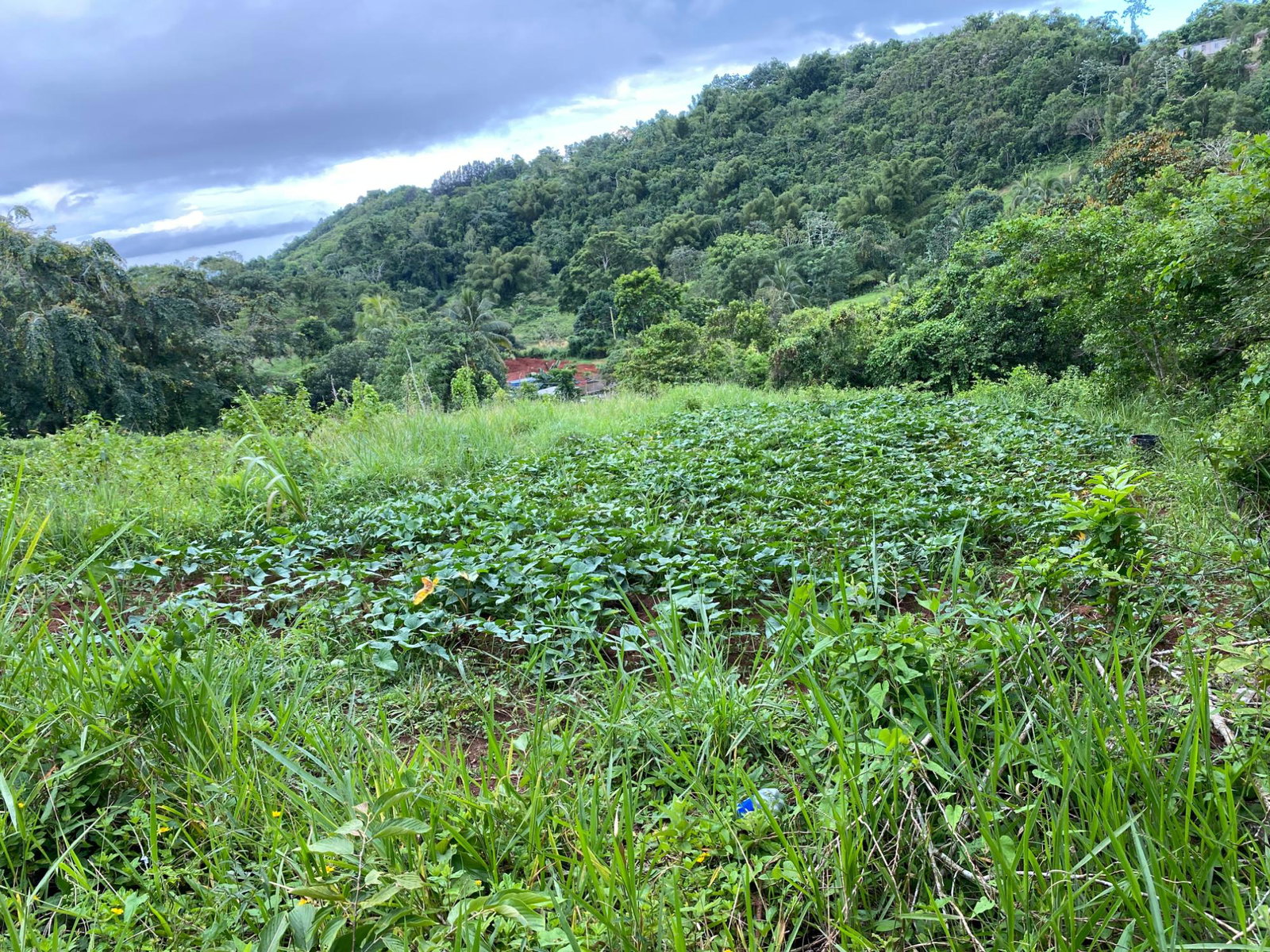 Fifteenth image of Part of Watermount in Point Hill, St. Catherine, Jamaica - property is For Sale