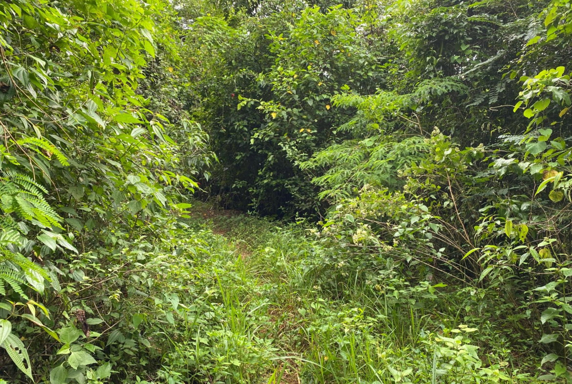 Eighteenth image of Part of Watermount in Point Hill, St. Catherine, Jamaica - property is For Sale