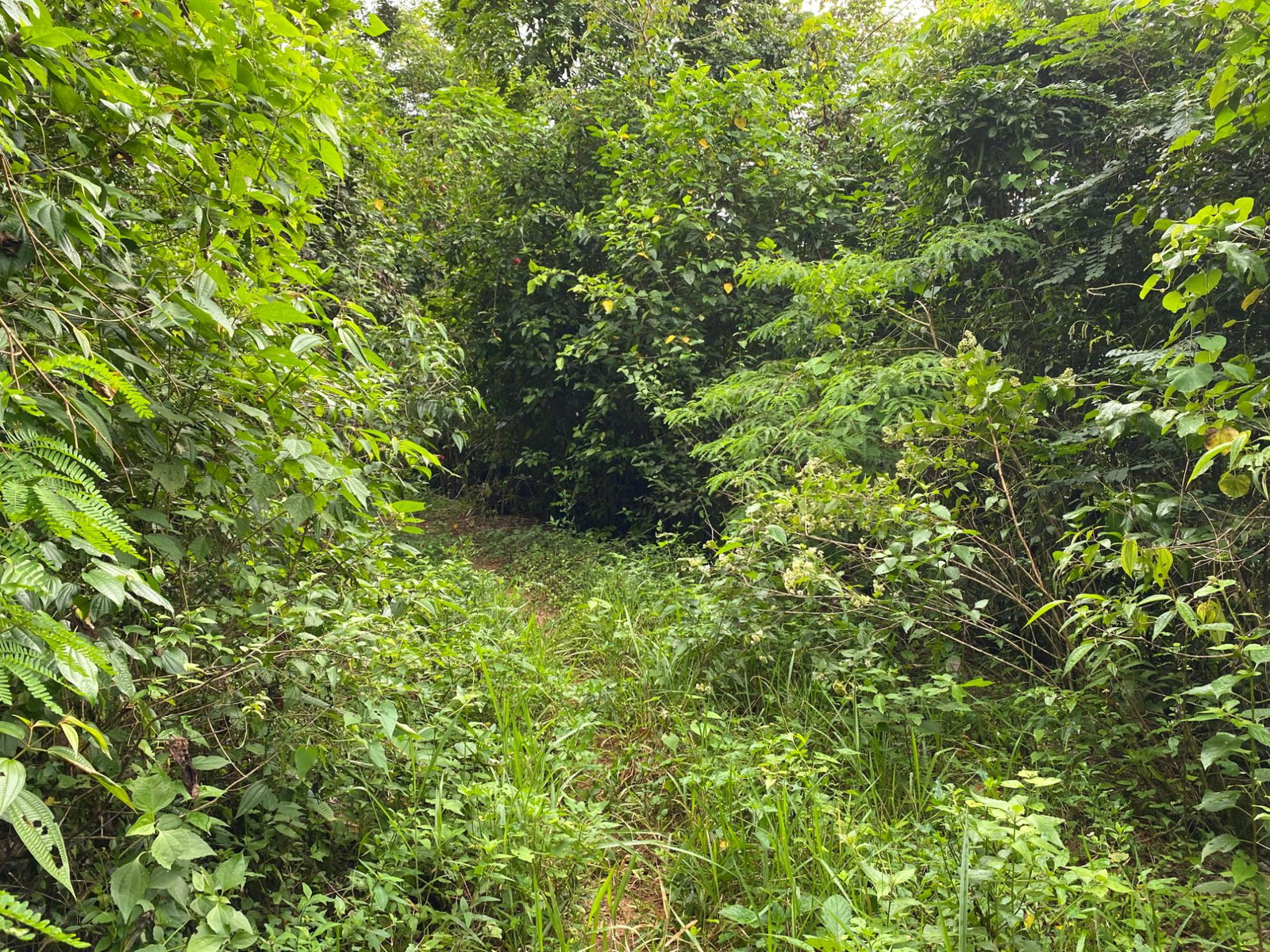 Eighteenth image of Part of Watermount in Point Hill, St. Catherine, Jamaica - property is For Sale