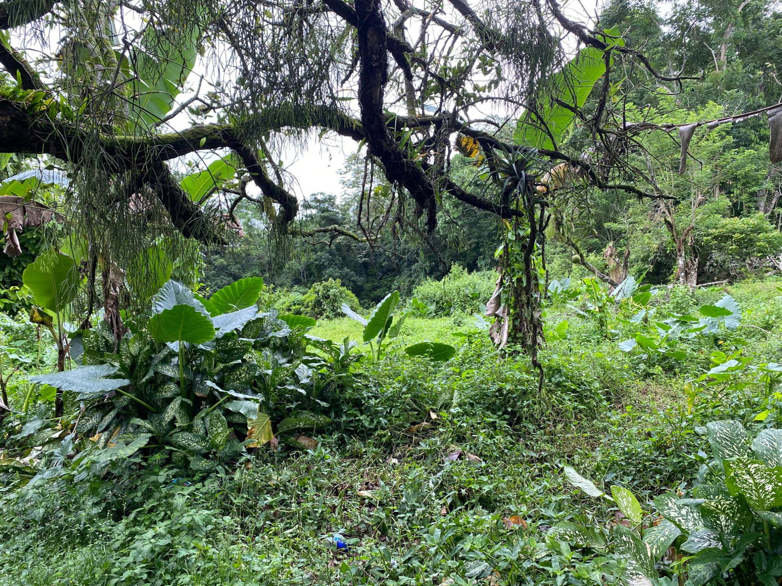 Nineteenth image of Part of Watermount in Point Hill, St. Catherine, Jamaica - property is For Sale