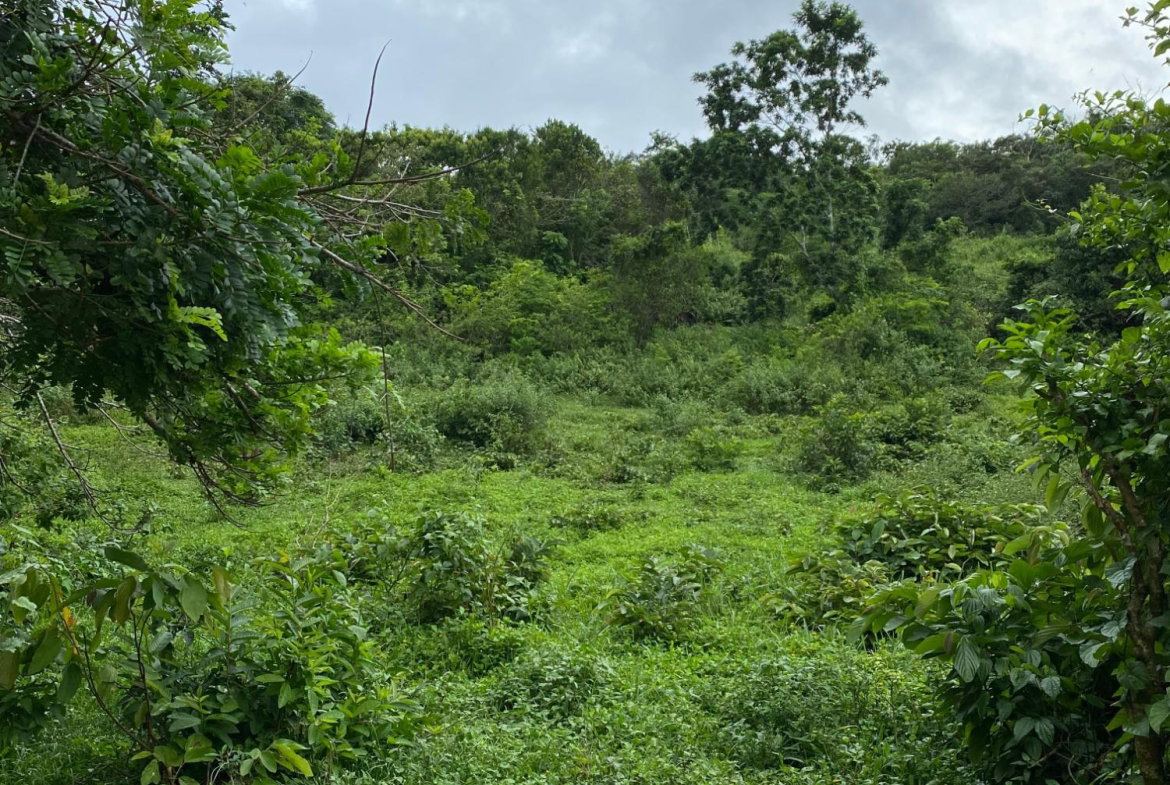 Third image of Part of Watermount in Point Hill, St. Catherine, Jamaica - property is For Sale