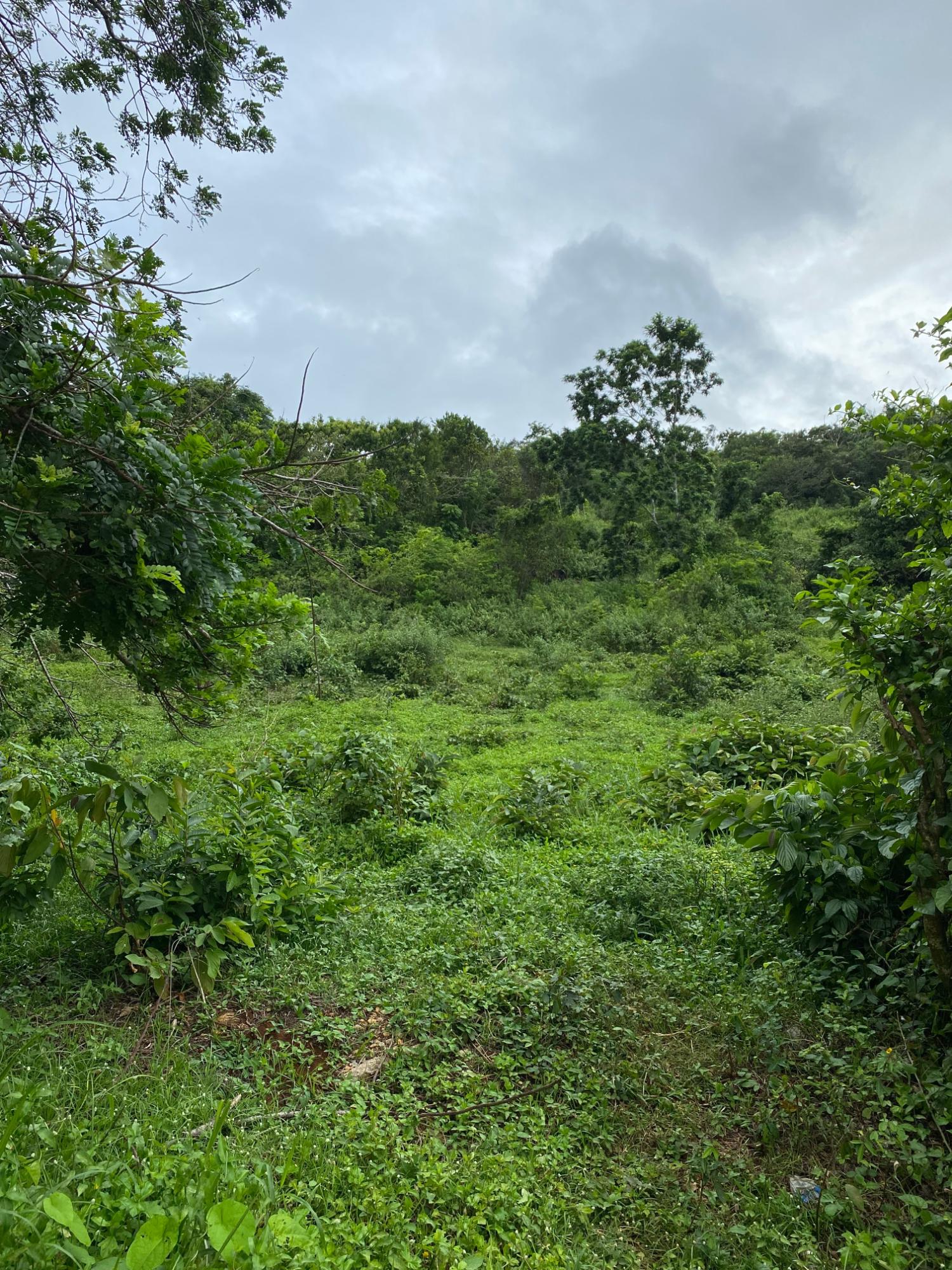 Third image of Part of Watermount in Point Hill, St. Catherine, Jamaica - property is For Sale