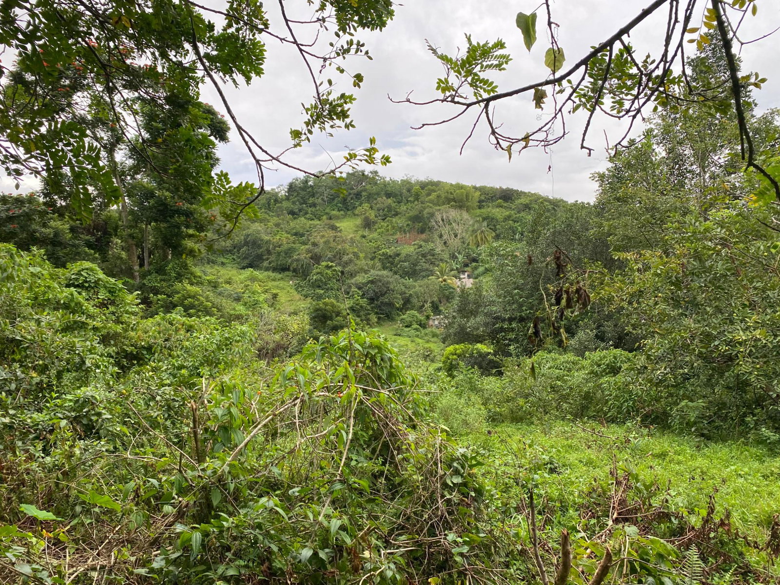 Seventh image of Part of Watermount in Point Hill, St. Catherine, Jamaica - property is For Sale