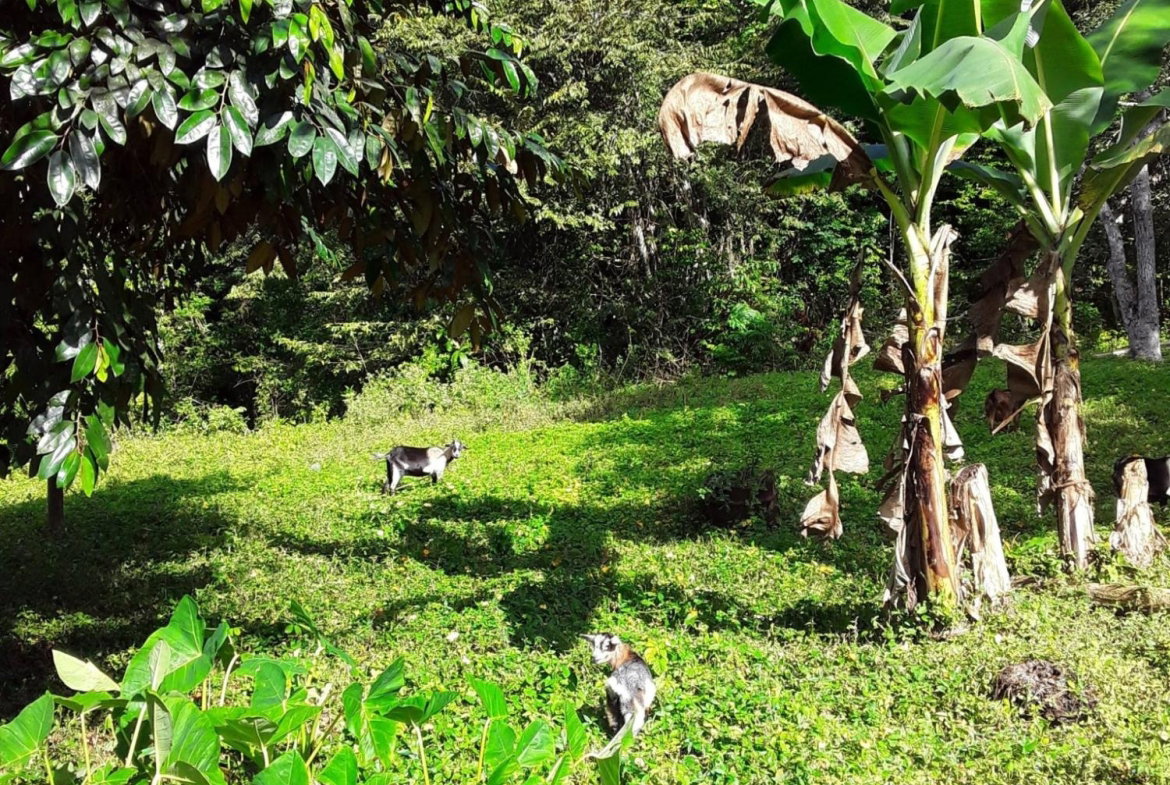 Eighth image of Part of Watermount in Point Hill, St. Catherine, Jamaica - property is For Sale