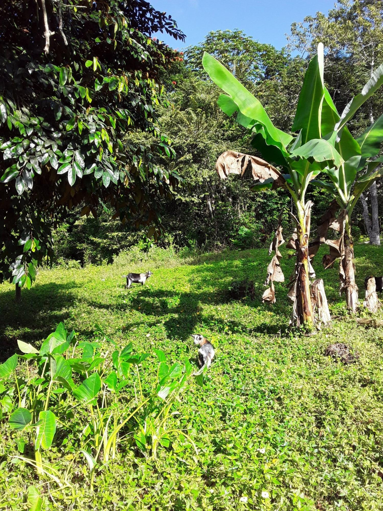 Eighth image of Part of Watermount in Point Hill, St. Catherine, Jamaica - property is For Sale