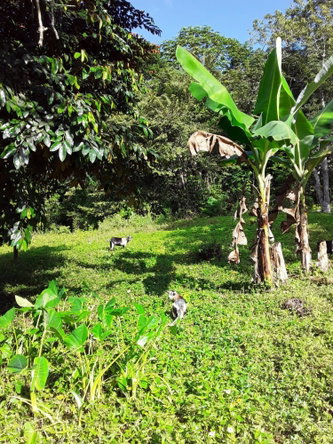 Eighth image of Part of Watermount in Point Hill, St. Catherine, Jamaica - property is For Sale