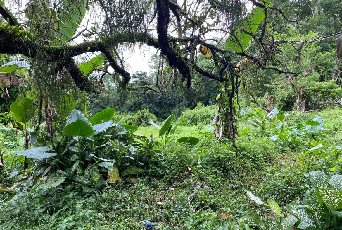 Ninth image of Part of Watermount in Point Hill, St. Catherine, Jamaica - property is For Sale