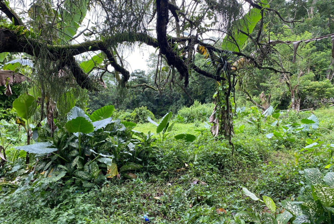 Tenth image of Part of Watermount in Point Hill, St. Catherine, Jamaica - property is For Sale