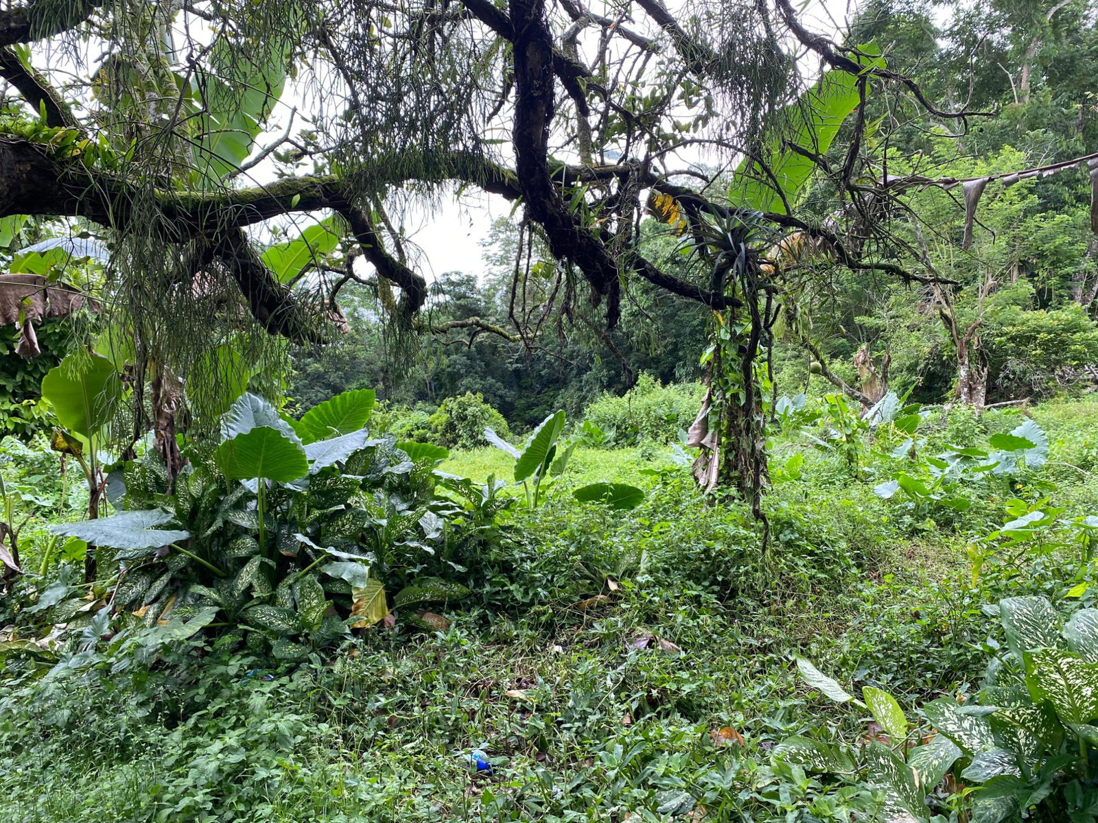 Tenth image of Part of Watermount in Point Hill, St. Catherine, Jamaica - property is For Sale