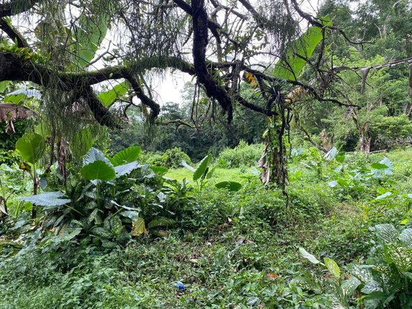 Tenth image of Part of Watermount in Point Hill, St. Catherine, Jamaica - property is For Sale