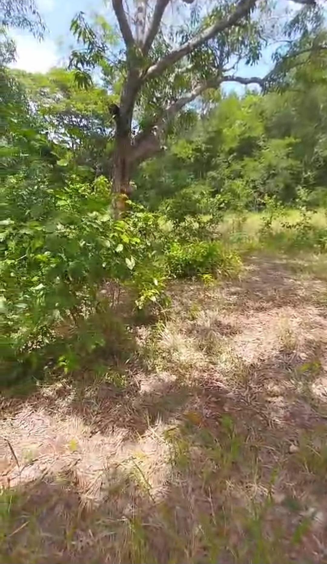 Fourteenth image of Kitson Tn, Paul Mountain in Spanish Town, St. Catherine, Jamaica - property is For Sale