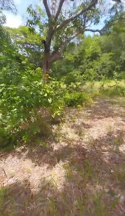 Fourteenth image of Kitson Tn, Paul Mountain in Spanish Town, St. Catherine, Jamaica - property is For Sale