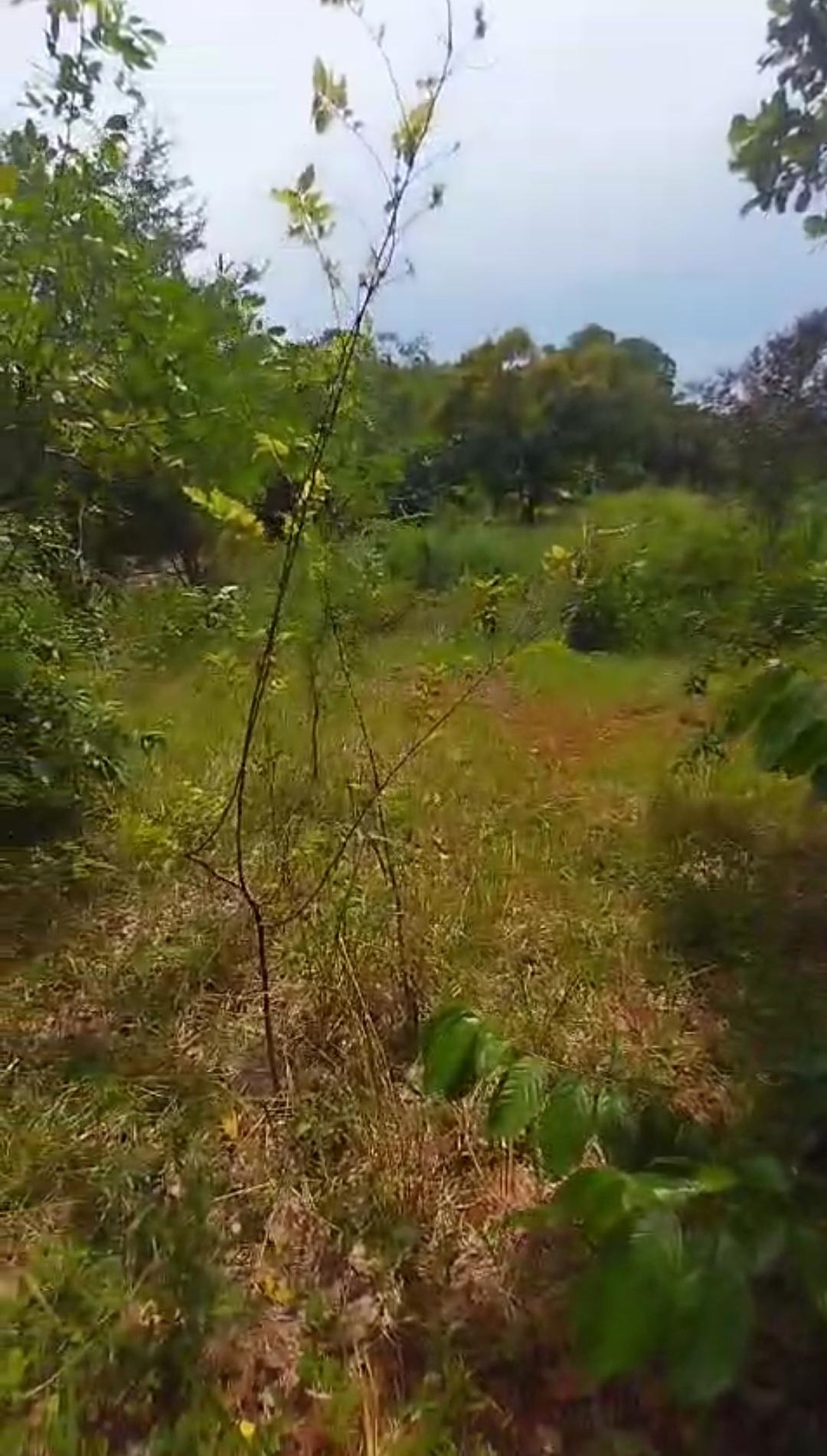 Third image of Kitson Tn, Paul Mountain in Spanish Town, St. Catherine, Jamaica - property is For Sale