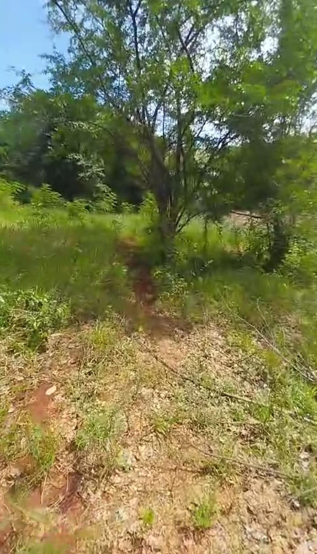 Fifth image of Kitson Tn, Paul Mountain in Spanish Town, St. Catherine, Jamaica - property is For Sale