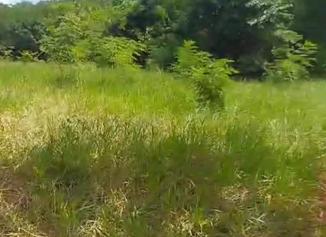 Eighth image of Kitson Tn, Paul Mountain in Spanish Town, St. Catherine, Jamaica - property is For Sale