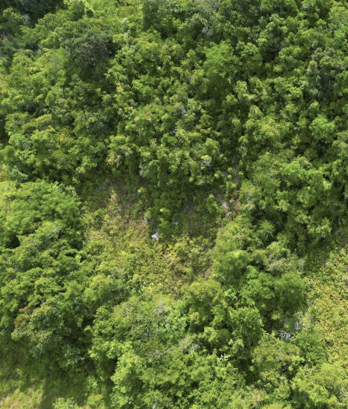 First image of Buxton in Browns Town, St. Ann, Jamaica - property is For Sale