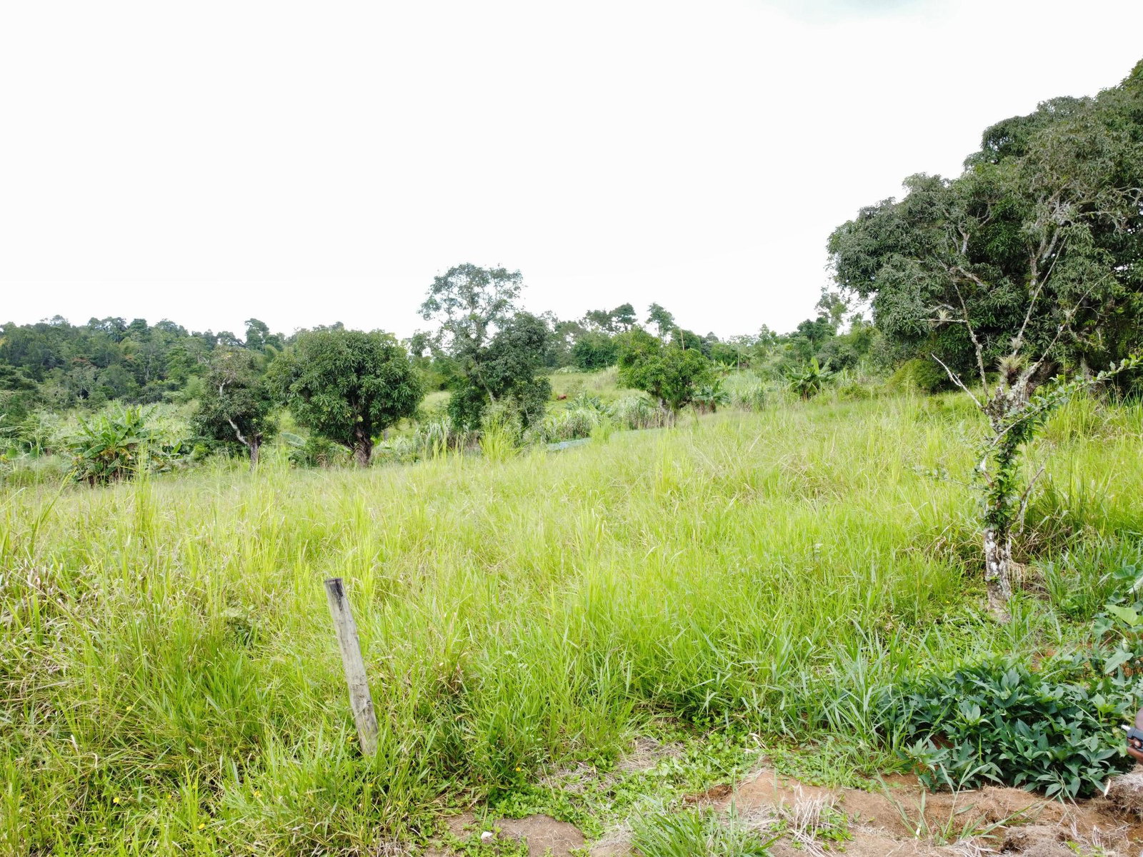 Third image of Mosley Hall, Castle Kelly in GUYS HILL, St. Catherine, Jamaica - property is For Sale
