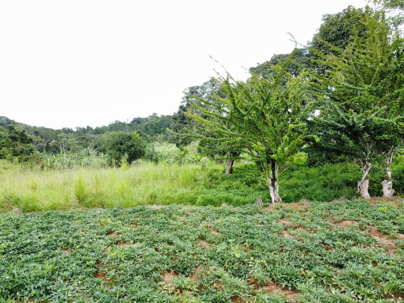 Fourth image of Mosley Hall, Castle Kelly in GUYS HILL, St. Catherine, Jamaica - property is For Sale