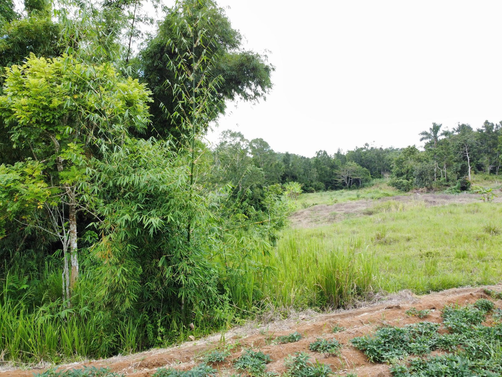 Fifth image of Mosley Hall, Castle Kelly in GUYS HILL, St. Catherine, Jamaica - property is For Sale
