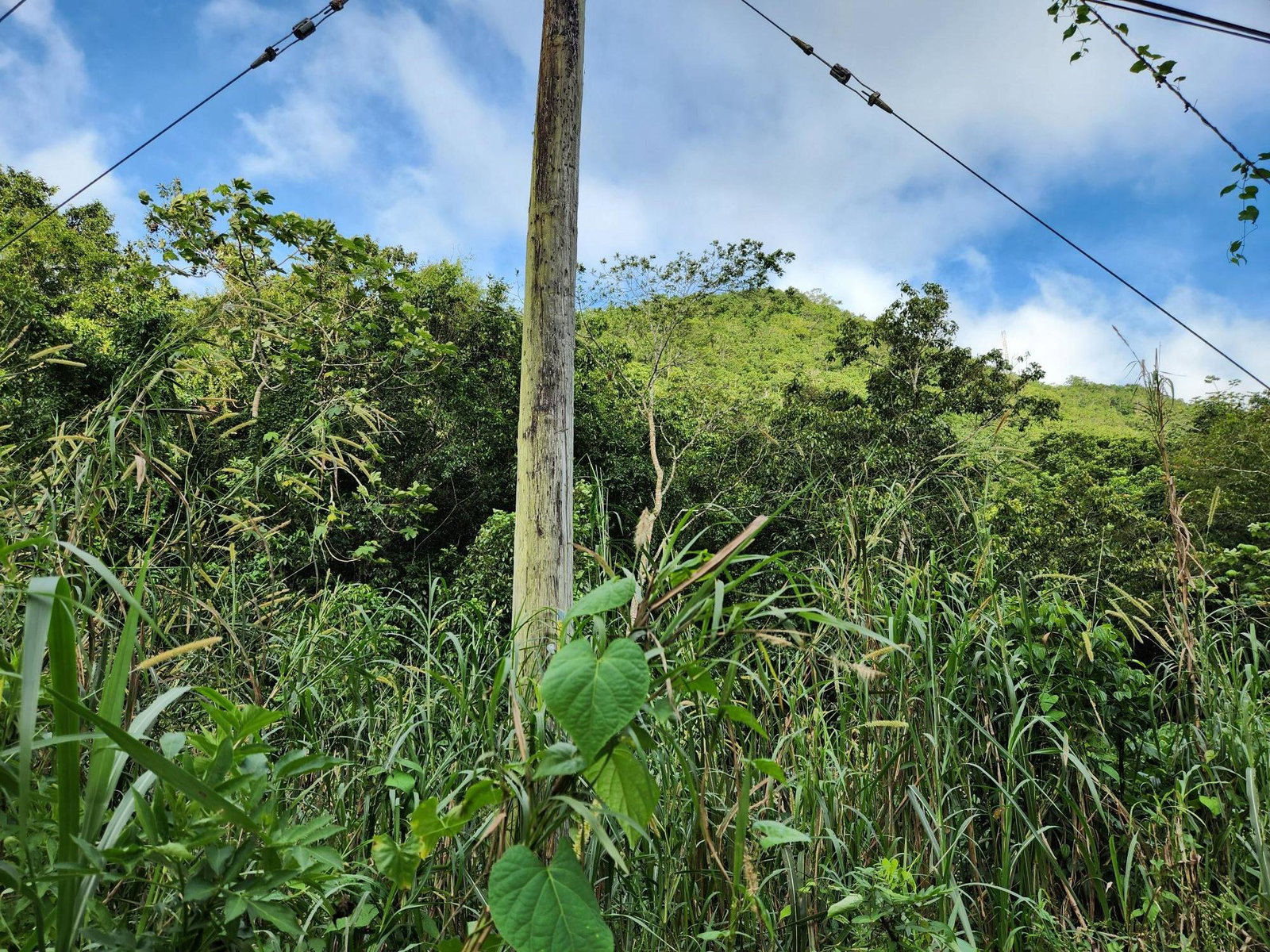 3.5-Acres-of-Prime-Residential-Land-for-Sale-in-St.-Andrew-Jamaica Third image of 5a Part of Rock Hall in Kingston 19, St. Andrew, Jamaica - property is For Sale