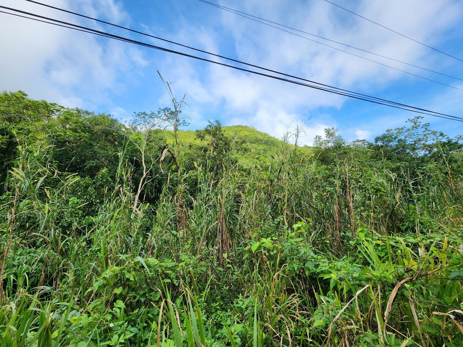 3.5-Acres-of-Prime-Residential-Land-for-Sale-in-St.-Andrew-Jamaica Sixth image of 5a Part of Rock Hall in Kingston 19, St. Andrew, Jamaica - property is For Sale