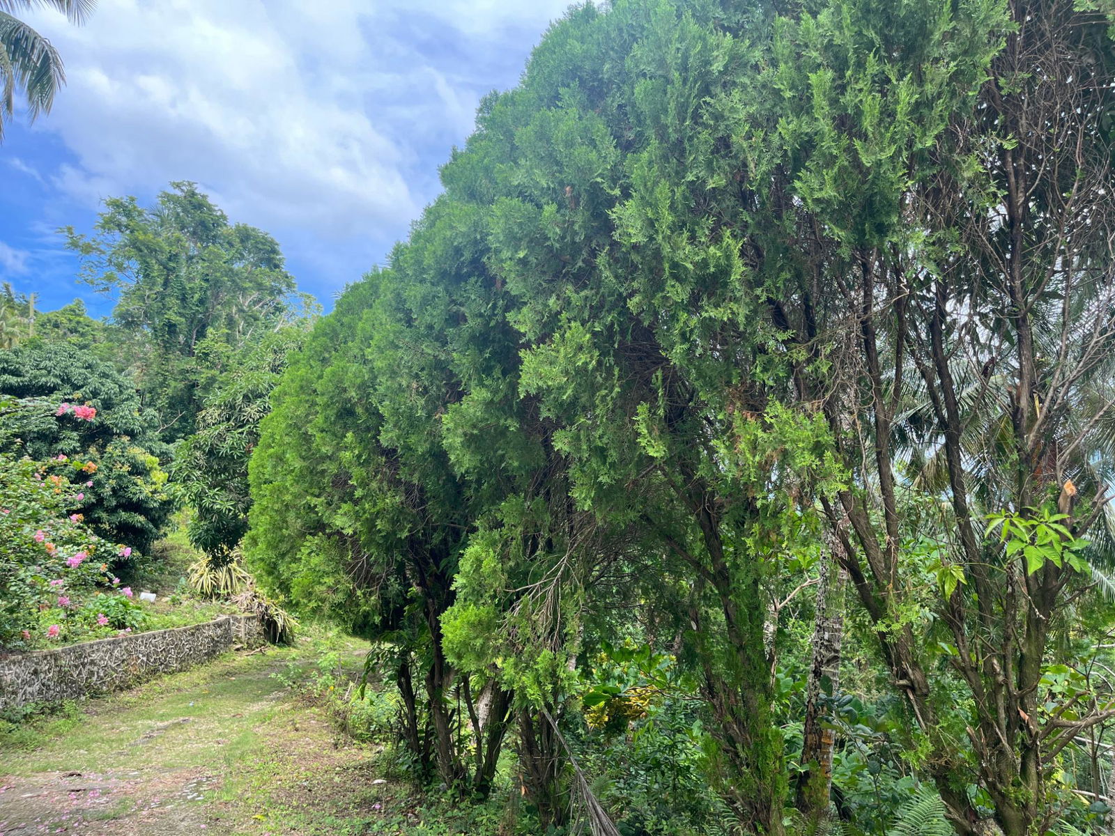35-Acres-of-Prime-Development-Land-with-House-for-Sale-in-Lime-Hall-St-Ann Second image of Lime Hall- st Ann in Lime Hall, St. Ann, Jamaica - property is For Sale