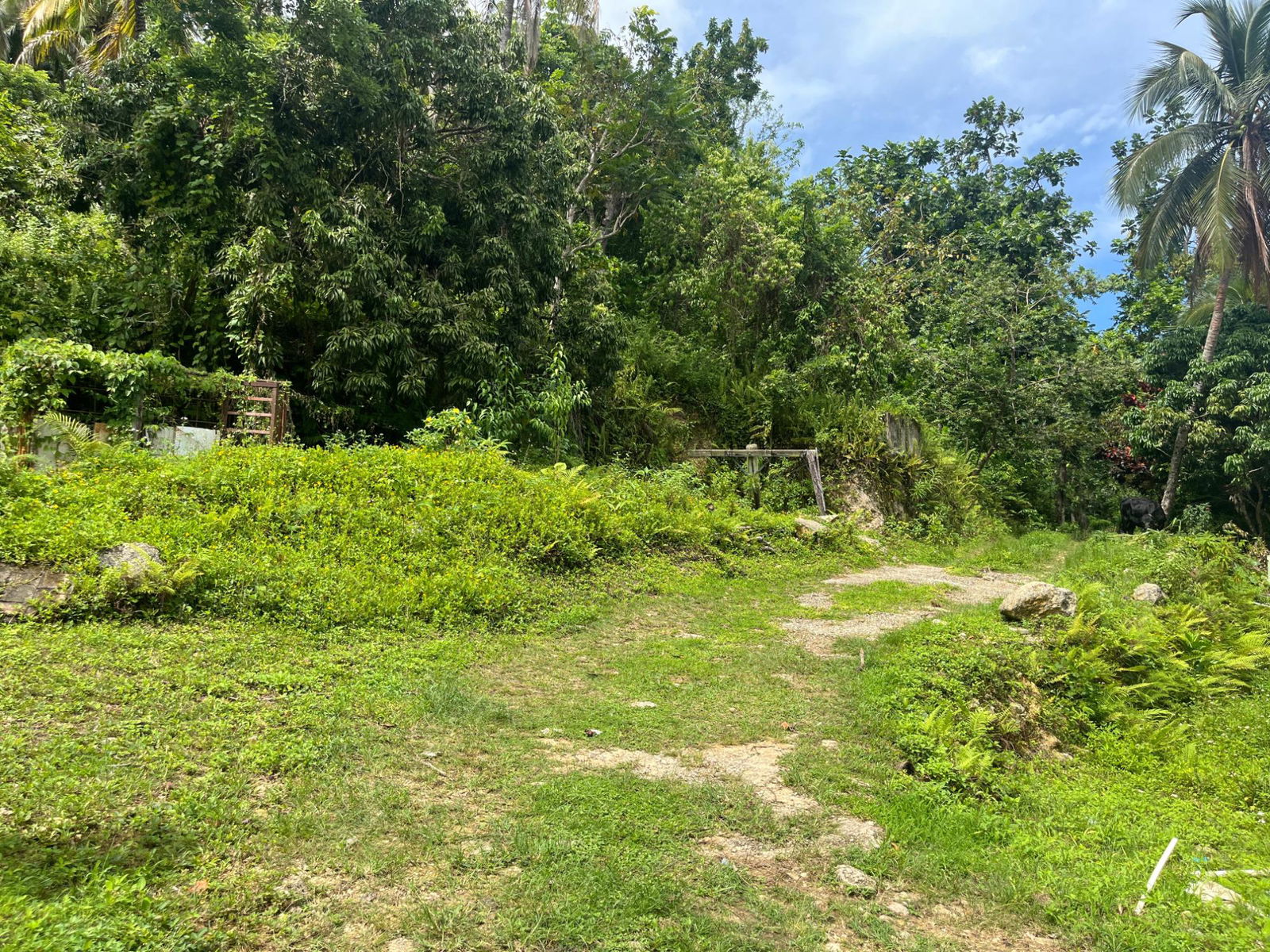 35-Acres-of-Prime-Development-Land-with-House-for-Sale-in-Lime-Hall-St-Ann Seventeenth image of Lime Hall- st Ann in Lime Hall, St. Ann, Jamaica - property is For Sale