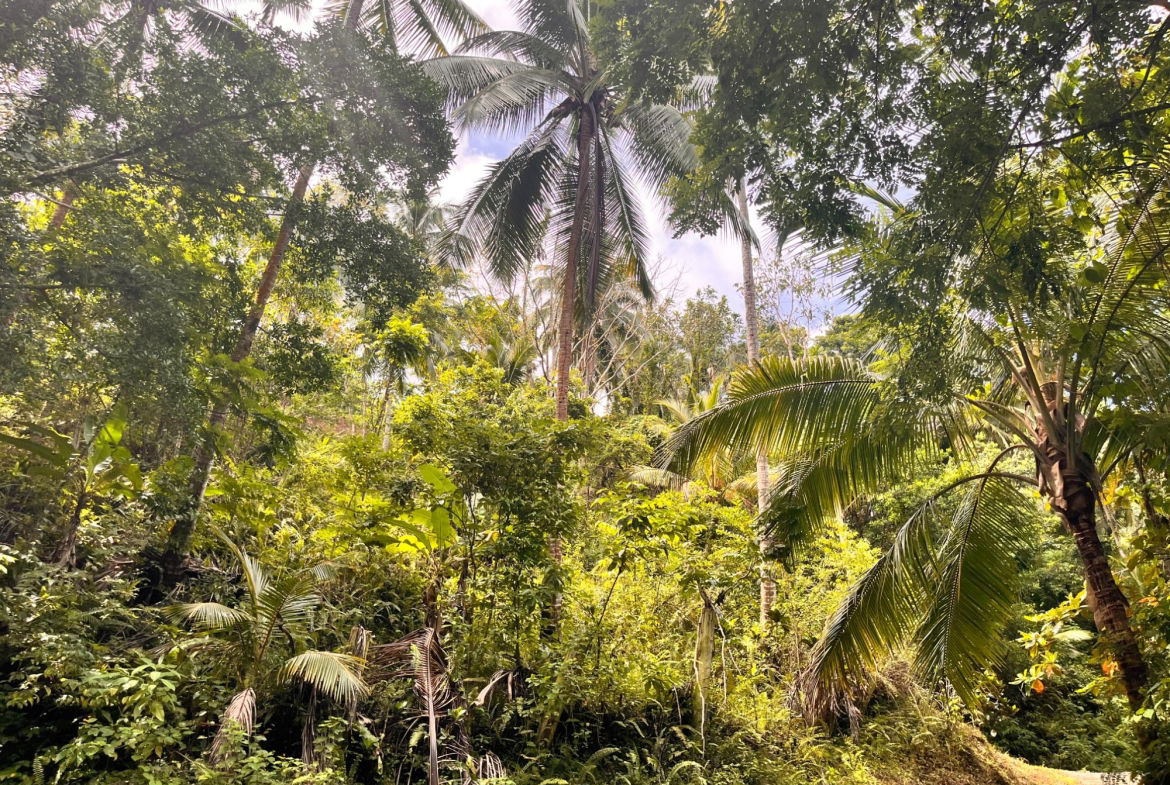 Third image of Lime Hall- st Ann in Lime Hall, St. Ann, Jamaica - property is For Sale