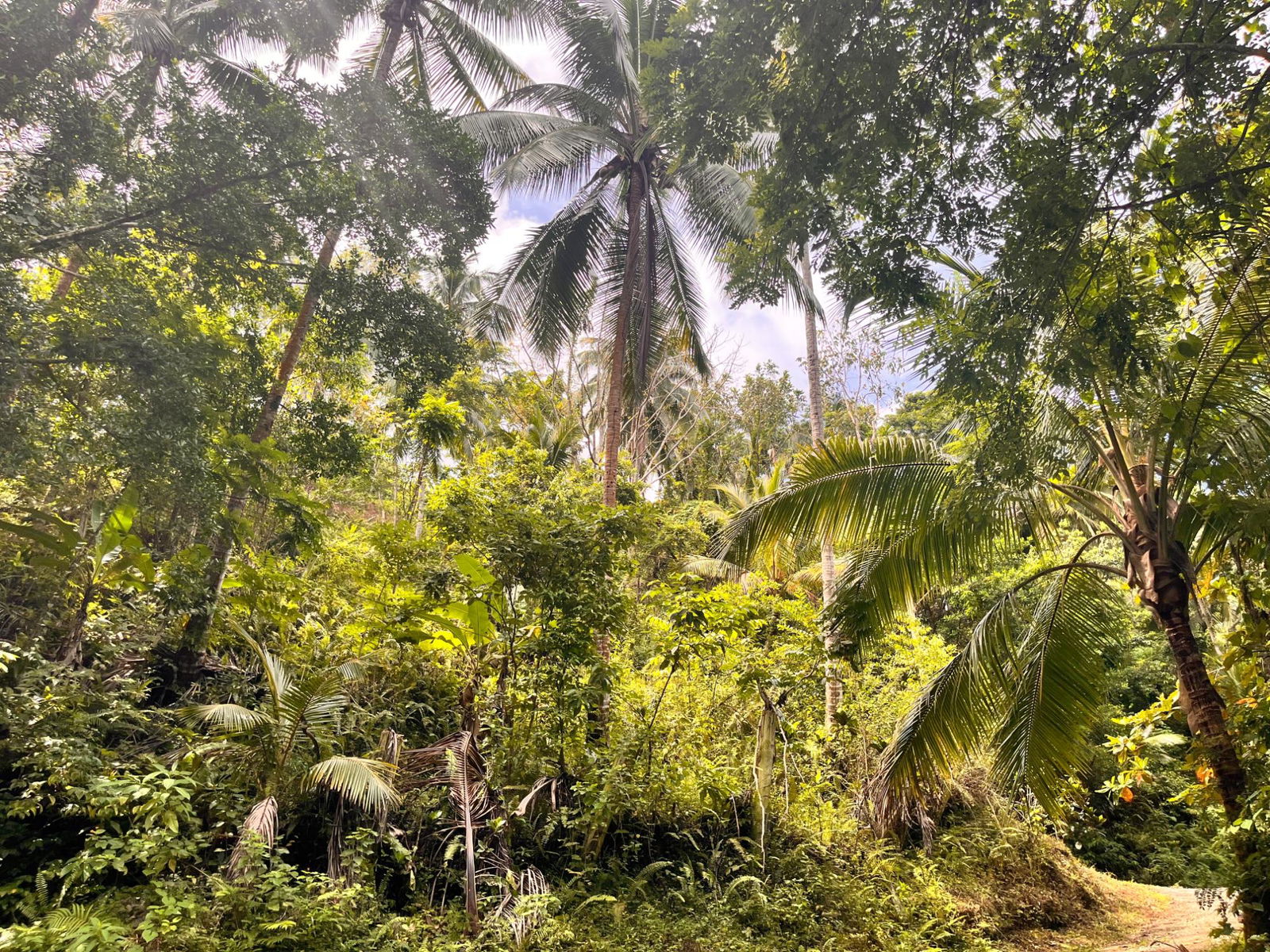 35-Acres-of-Prime-Development-Land-with-House-for-Sale-in-Lime-Hall-St-Ann Third image of Lime Hall- st Ann in Lime Hall, St. Ann, Jamaica - property is For Sale