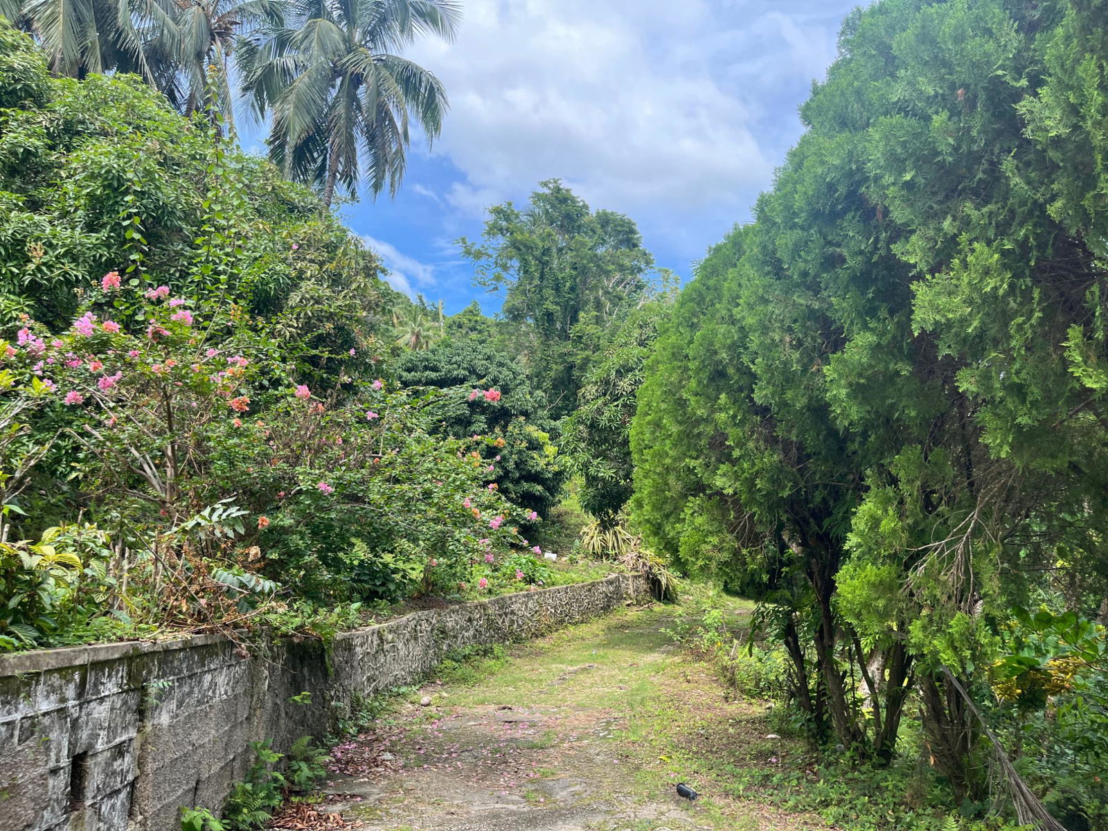 35-Acres-of-Prime-Development-Land-with-House-for-Sale-in-Lime-Hall-St-Ann Twenty-First image of Lime Hall- st Ann in Lime Hall, St. Ann, Jamaica - property is For Sale