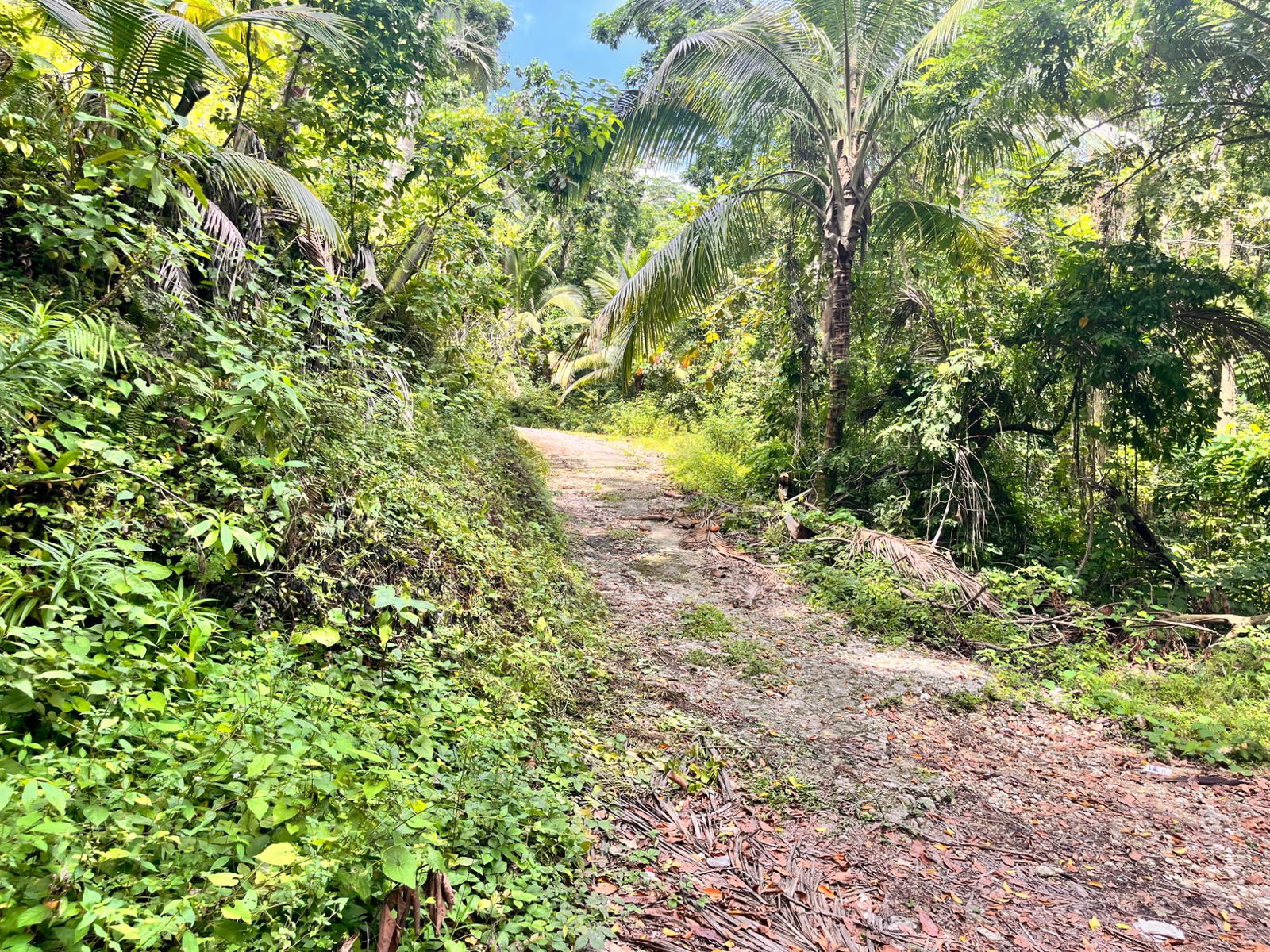 35-Acres-of-Prime-Development-Land-with-House-for-Sale-in-Lime-Hall-St-Ann Twenty-Third image of Lime Hall- st Ann in Lime Hall, St. Ann, Jamaica - property is For Sale