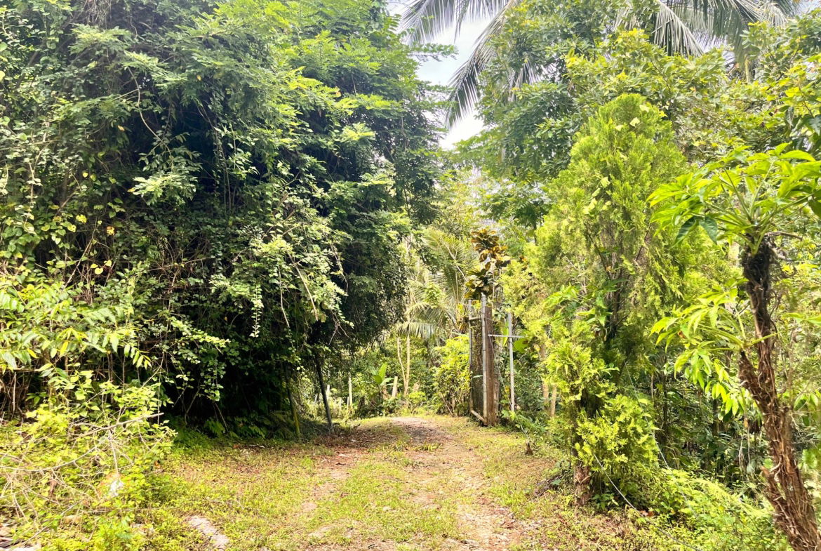 Twenty-Sixth image of Lime Hall- st Ann in Lime Hall, St. Ann, Jamaica - property is For Sale