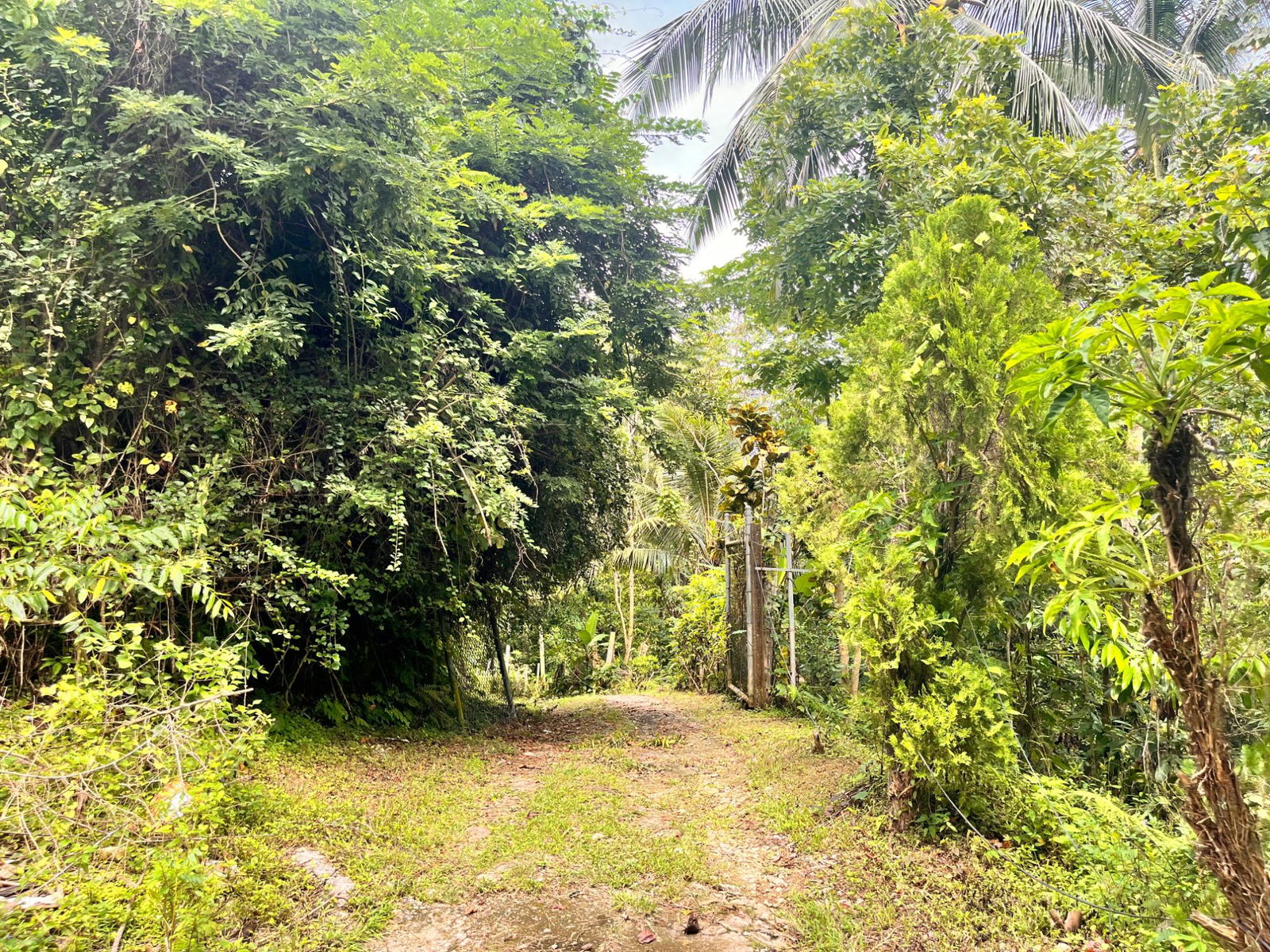 35-Acres-of-Prime-Development-Land-with-House-for-Sale-in-Lime-Hall-St-Ann Twenty-Sixth image of Lime Hall- st Ann in Lime Hall, St. Ann, Jamaica - property is For Sale