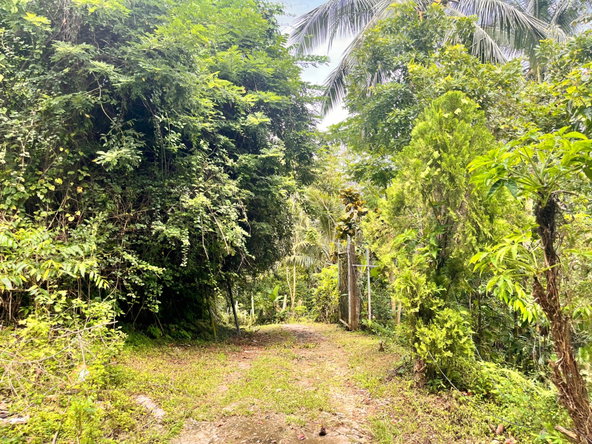 Twenty-Sixth image of Lime Hall- st Ann in Lime Hall, St. Ann, Jamaica - property is For Sale