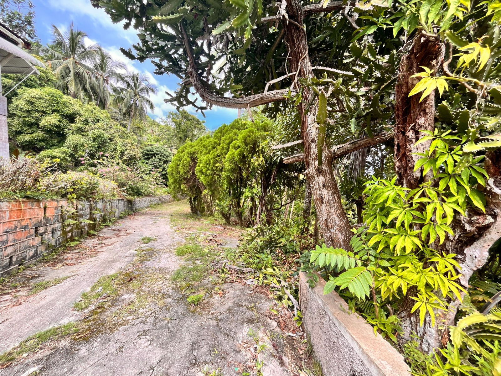 35-Acres-of-Prime-Development-Land-with-House-for-Sale-in-Lime-Hall-St-Ann Fourth image of Lime Hall- st Ann in Lime Hall, St. Ann, Jamaica - property is For Sale